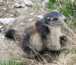 Picture of a local marmot